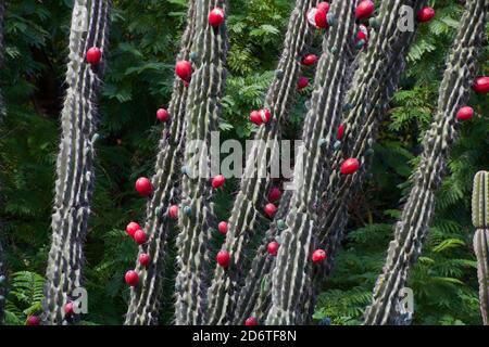 Grande cactus verde con frutti rossi maturi. Foto Stock