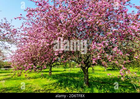 Albero fiorito, melo primaverile nel frutteto, fioritura, bellezza della stagione primaverile Foto Stock