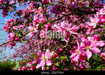 Albero fiorito primavera stagione mela albero stagioni in frutteto fioritura fiori Foto Stock