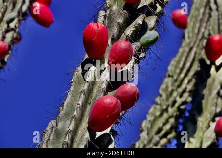 Grande cactus verde con frutti rossi maturi. Foto Stock