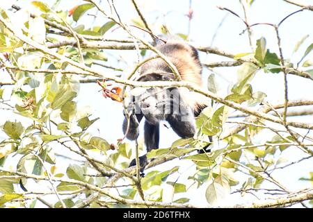 Primate di scimmia cappuccina , nell'area del vulcano Arenal costa rica Centro america Foto Stock