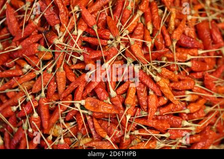 Uccello secco/karen chili (Capsicum frutescens) pod sfondo. Un peperoncino selvatico molto caldo usa come aromatizzante nell'industria alimentare. Foto Stock