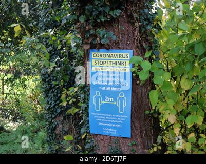 Coronavirus Stop / pensare! Stai attento a rimanere al sicuro: Accedi all'albero nella foresta. Foto Stock