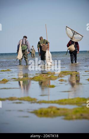 Sainte-Marie-du-Mont (Normandia, Francia nord-occidentale): Pesca di gamberi, persone viste da dietro sulla spiaggia Foto Stock