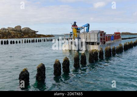 Isole Chausey (Normandia, Francia nord-occidentale): Raccolta di cozze d'allevamento, Lenoir-Thomas, ostriche biologiche e produttori di molluschi dell'isola di Chausey Foto Stock