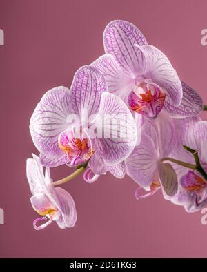 Porpora orchidea fiore con foglie verdi su sfondo viola. Spazio di copia. Foto di alta qualità Foto Stock