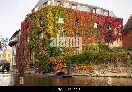 Cambridge Inghilterra Lunedi 19 ottobre 2020. Un pugno passa attraverso il colorato Creeper Virginia che cresce sul lato del St Johns College lungo il fiume Cam. Foto Stock