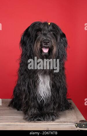 Uno Schapendo o un olandese Sheepdog seduto su uno sfondo rosso Foto Stock