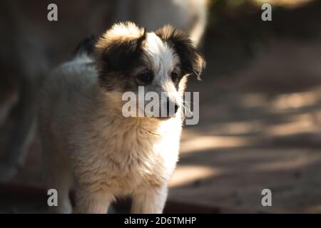 Piccolo cucciolo gioca in autunno sulla strada Foto Stock