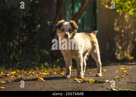 Piccolo cucciolo gioca in autunno sulla strada Foto Stock