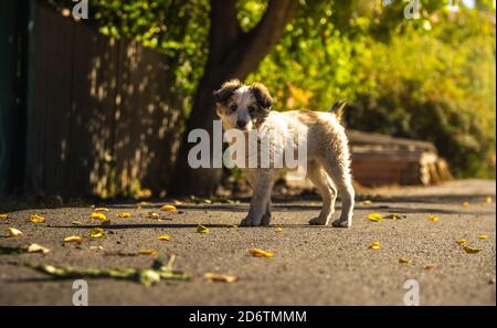 Piccolo cucciolo gioca in autunno sulla strada Foto Stock