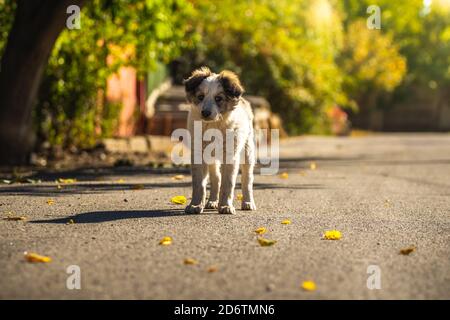 Piccolo cucciolo gioca in autunno sulla strada Foto Stock