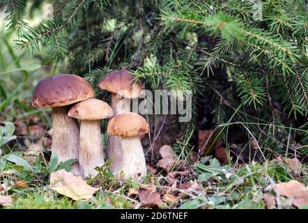 Famiglia di funghi boletus che crescono nella foresta in autunno. Funghi forestali cep scuro in ambiente naturale Foto Stock