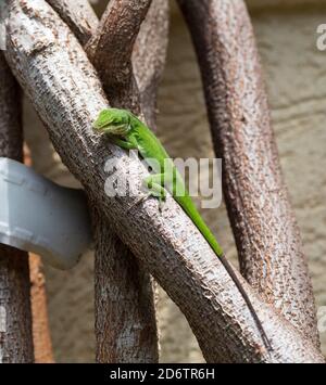 Lucertola americana verde anola. Questi anoli Carolina cambiano colore dal marrone al verde, questo ha ancora una coda parzialmente marrone. Foto Stock