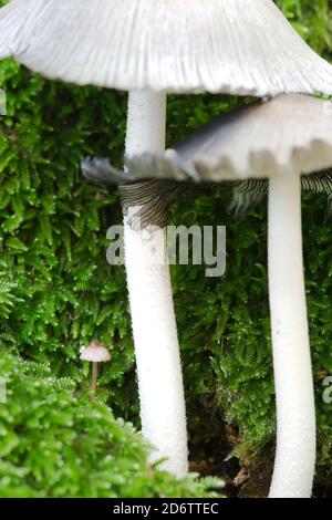 Funghi che crescono da un tronco d'albero coperto di muschio verde nella stagione autunnale. Foto Stock