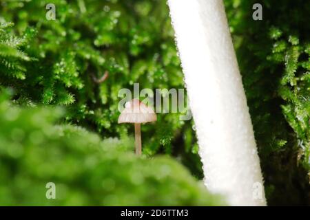 Funghi che crescono da un tronco d'albero coperto di muschio verde nella stagione autunnale. Foto Stock