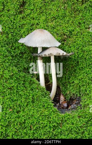 Funghi che crescono da un tronco d'albero coperto di muschio verde nella stagione autunnale. Foto Stock