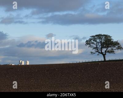 Le alte torri bianche di Glasgow catturano il sole del tardo pomeriggio all'orizzonte, accanto a un albero soleggiato in un campo appena arato. Foto Stock