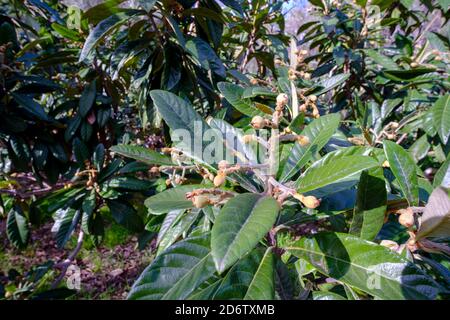 Frutta giovane nel mese di gennaio su alberi di lombo (Eriobotrya japonica) in Altea la Vella, Alicante, Spagna Foto Stock