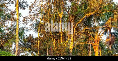 La vegetazione della foresta amazzonica al tramonto, comprendente i paesi di Brasile, Bolivia, Colombia, Ecuador, Guyana, Perù, Venezuela e Suriname. Foto Stock