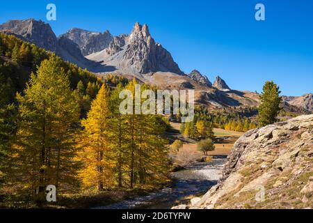 Valle di Caree con larici in pieno autunno colori. Massiccio del Cerces con la cima del Main de Crepin. Vallee de la Caree, Hautes-Alpes, Alpi, Francia Foto Stock