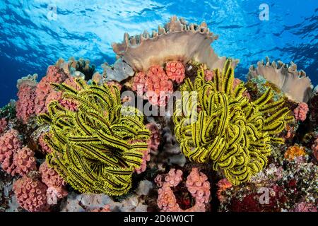 Feather Stars, Oxycomanthus bennetti, Orange Cup Corals, Tubastraea faulkneri, e Mushroom Leather Coral, Sacrcophyton sp. APO Reef, Filippine, Pa Foto Stock