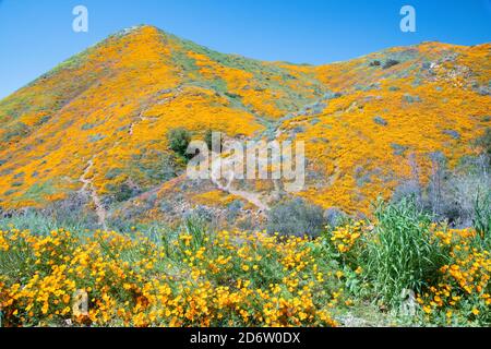 Il deserto della California meridionale ha scolorito durante il Superbloom del 2019. Lago Elsinore, California, Stati Uniti Foto Stock