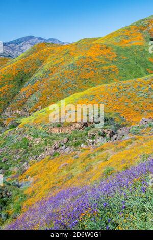 Il deserto della California meridionale ha scolorito durante il Superbloom del 2019. Lago Elsinore, California, Stati Uniti Foto Stock