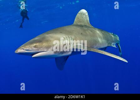 Lo squalo oceanico a punta bianca, Carcharhinus longimanus, nuota oltre il fotografo subacqueo in acque profonde. Bahamas, Oceano Atlantico Foto Stock