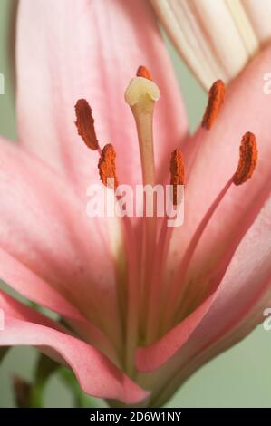 Fiore di giglio rosa fiore verde fondo closeup Foto Stock