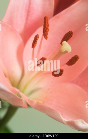 Fiore di giglio rosa fiore verde fondo closeup Foto Stock