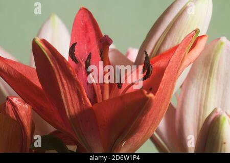Fiore di giglio rosa fiore verde fondo closeup Foto Stock