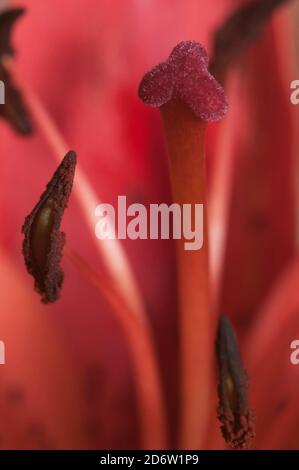 Fiore di giglio rosa fiore verde fondo closeup Foto Stock