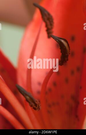 Fiore di giglio rosa fiore verde fondo closeup Foto Stock