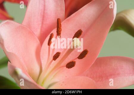 Fiore di giglio rosa fiore verde fondo closeup Foto Stock