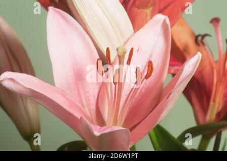 Fiore di giglio rosa fiore verde fondo closeup Foto Stock