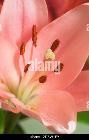 Fiore di giglio rosa fiore verde fondo closeup Foto Stock