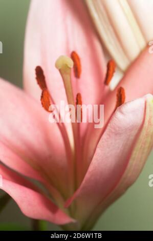 Fiore di giglio rosa fiore verde fondo closeup Foto Stock