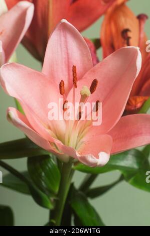 Fiore di giglio rosa fiore verde fondo closeup Foto Stock