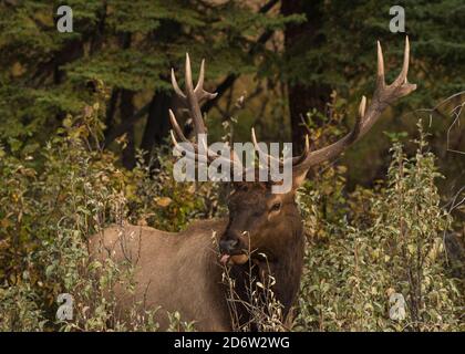 Bull Elk (Wapiti), Banff National Park, Alberta, Canada Foto Stock