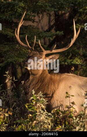 Bull Elk (Wapiti), Banff National Park, Alberta, Canada Foto Stock