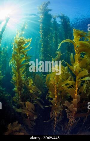 Giant Bladder Kelp, Macrocystis pirifera, Ship Rock, Catalina Island, California Channel Islands, California, USA, Oceano Pacifico Foto Stock