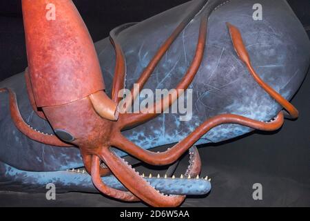 calamari giganti attacco sperma balena, diorama Foto Stock