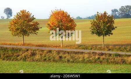 Paesaggio autunnale con alberi su una strada di campagna. Foto Stock