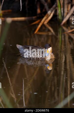 Silver Teal (Anas versicolor versicolor) maschile su reedy pool con riflessione Buenos Aires Provincia, Argentina Gennaio Foto Stock