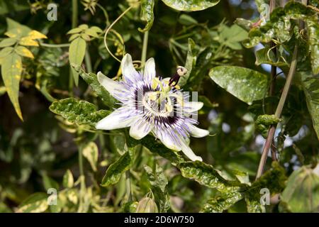 Closeup fiore singolo Bluecrown passionflower Passiflora Caerulea Foto Stock