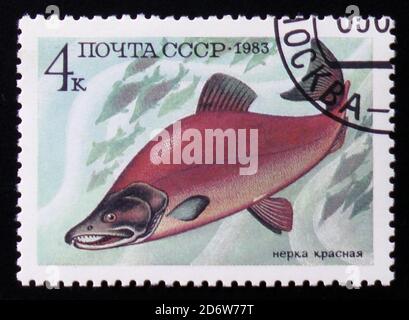 MOSCA, RUSSIA - 12 FEBBRAIO 2017: Un francobollo stampato in URSS mostra l'immagine di un Oncorhynchus Nerka, dalla serie 'Food Fish', circa 1983 Foto Stock