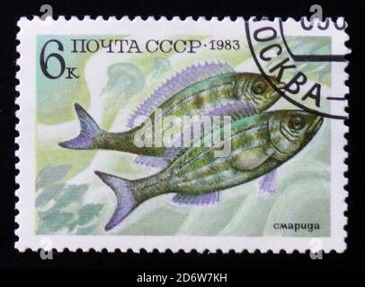 MOSCA, RUSSIA - 12 FEBBRAIO 2017: Timbro postale stampato in URSS (CCCP, Unione sovietica) Mostra Perciformes (Percomorfi, Acanthopteri) dalla serie di pesci alimentari Foto Stock