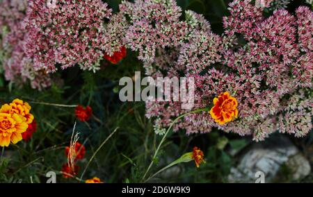 Tagetes patula marigold francese giallo arancio e fiori di Sedum. Primo piano bellissimo fiore Marigold & foglia. Foto Stock