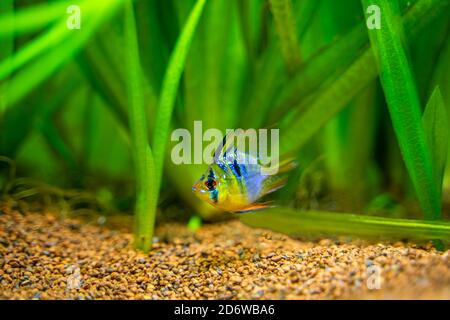 Blue Balloon RAM (Microgeophagus ramirezi) in un serbatoio di pesce con sfondo sfocato Foto Stock